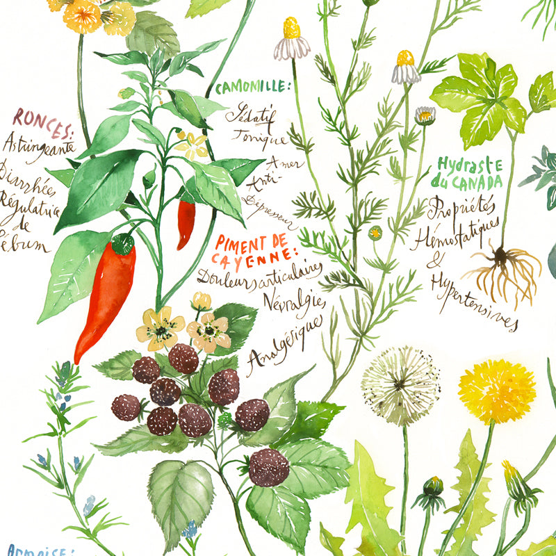 Healing herbs