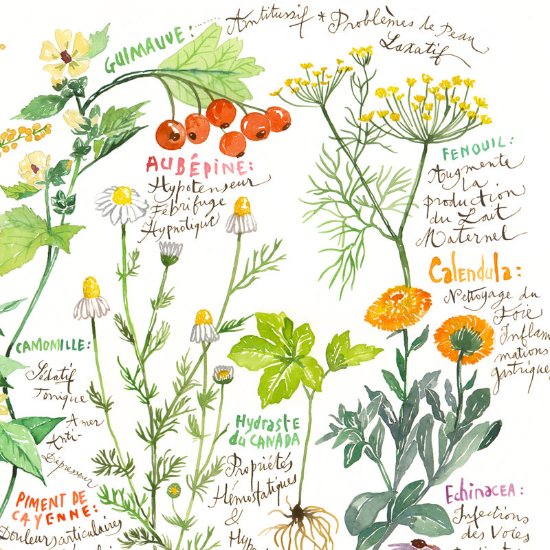 Healing herbs