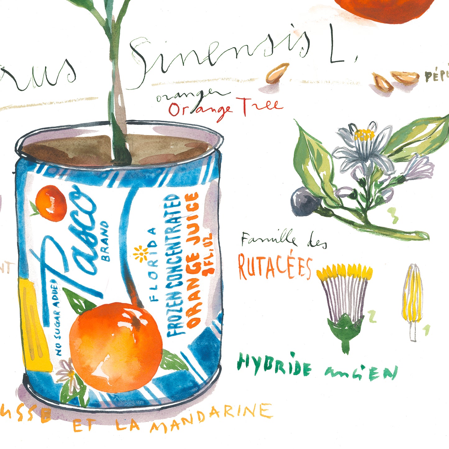 Orange Tree