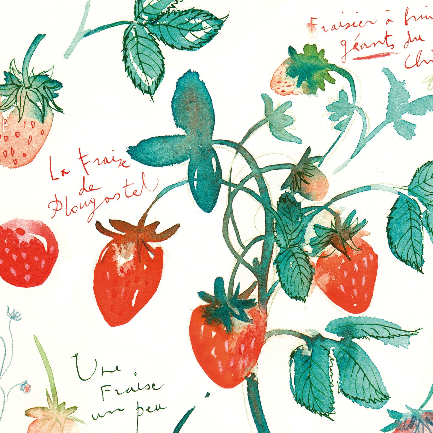 Strawberries