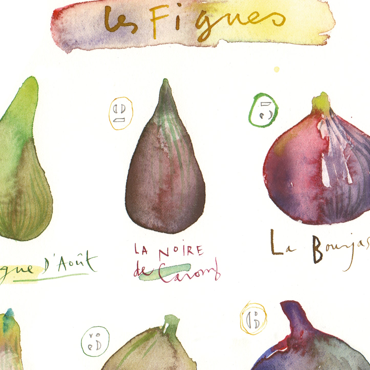 Fig varieties