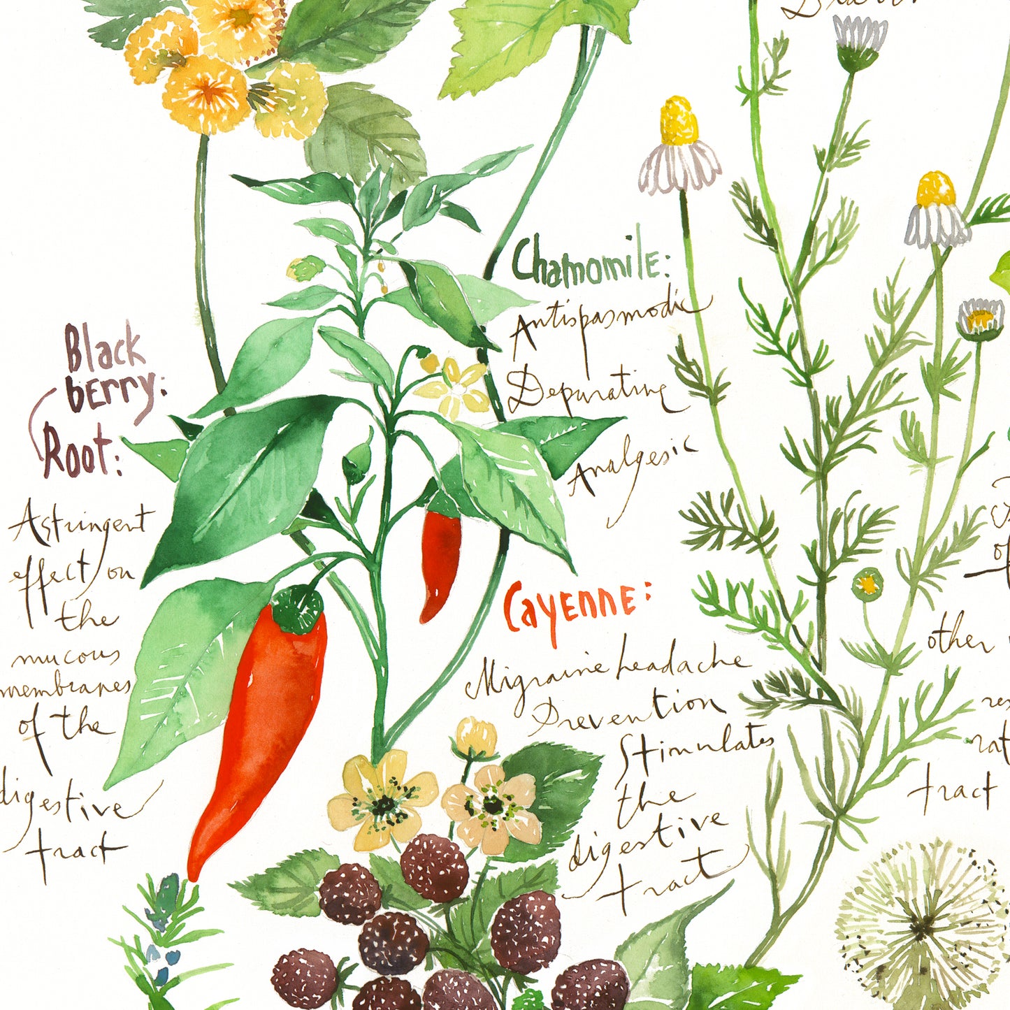 Healing herbs