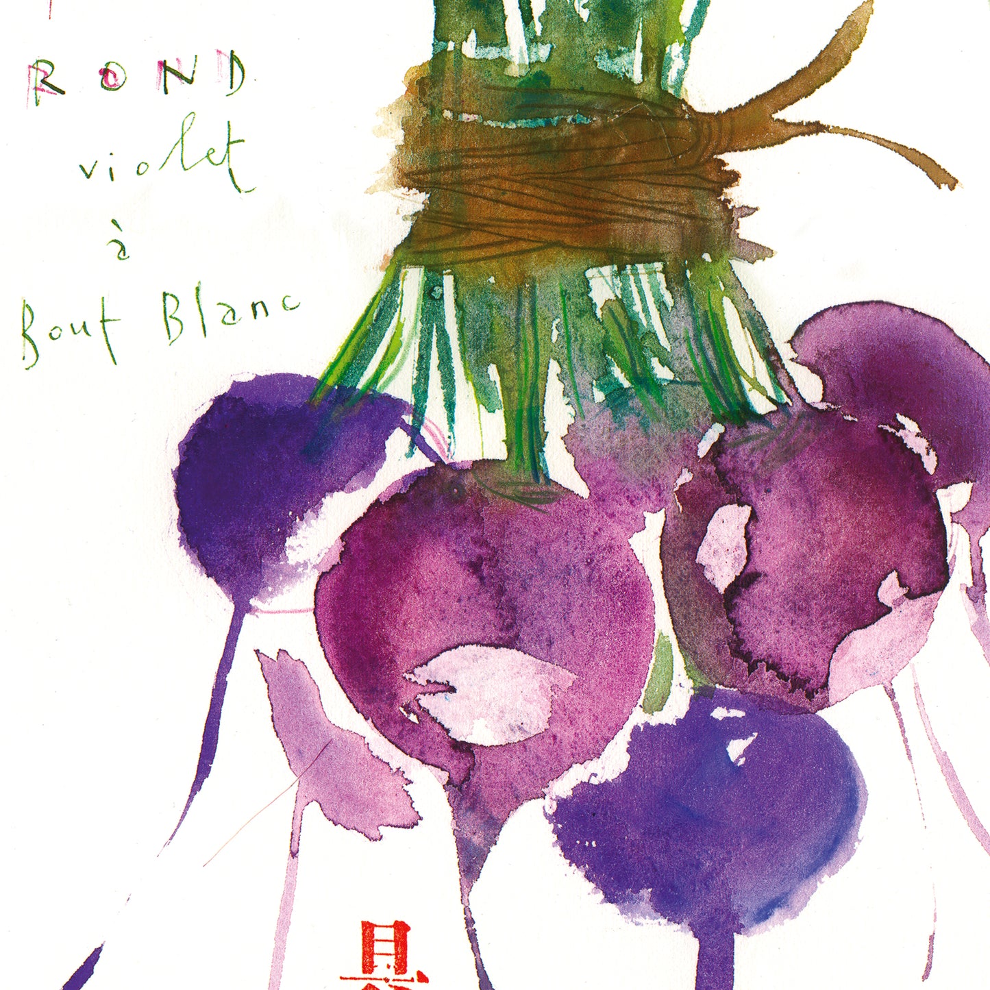 Purple radish