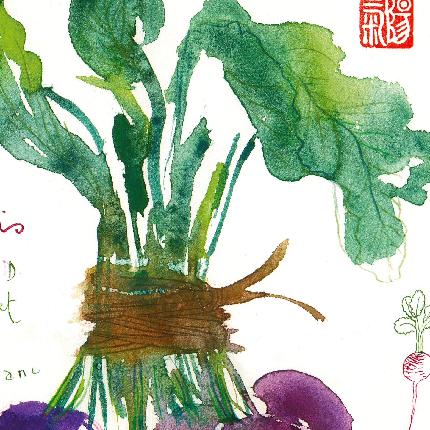 Purple radish