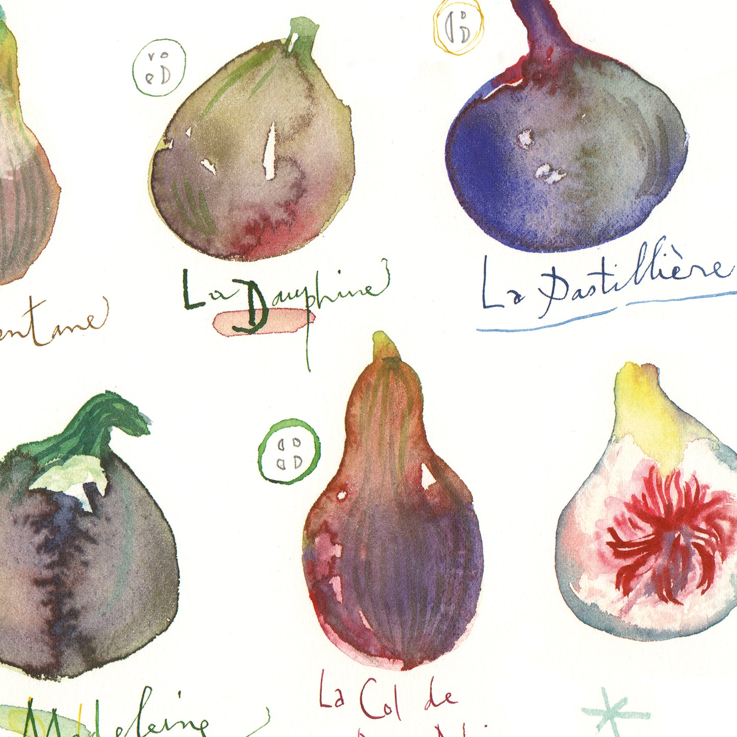 Fig varieties