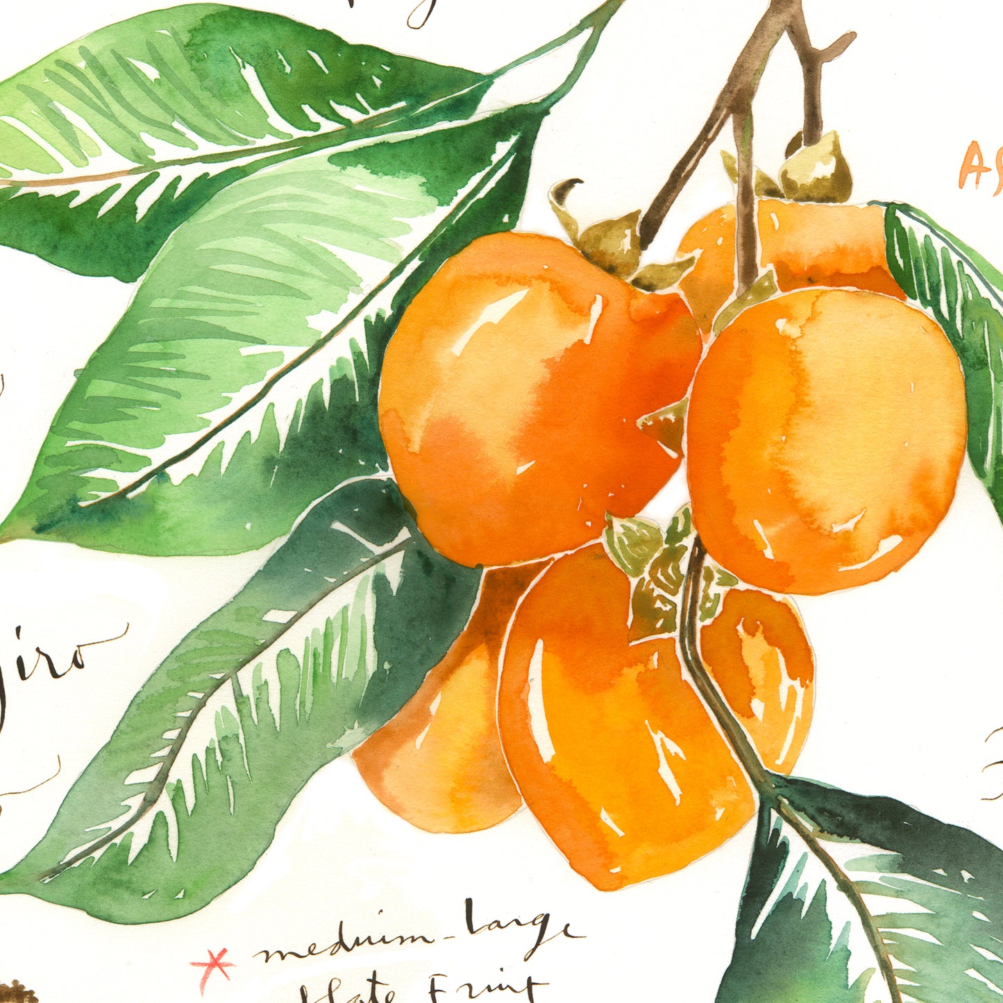 Persimmon varieties