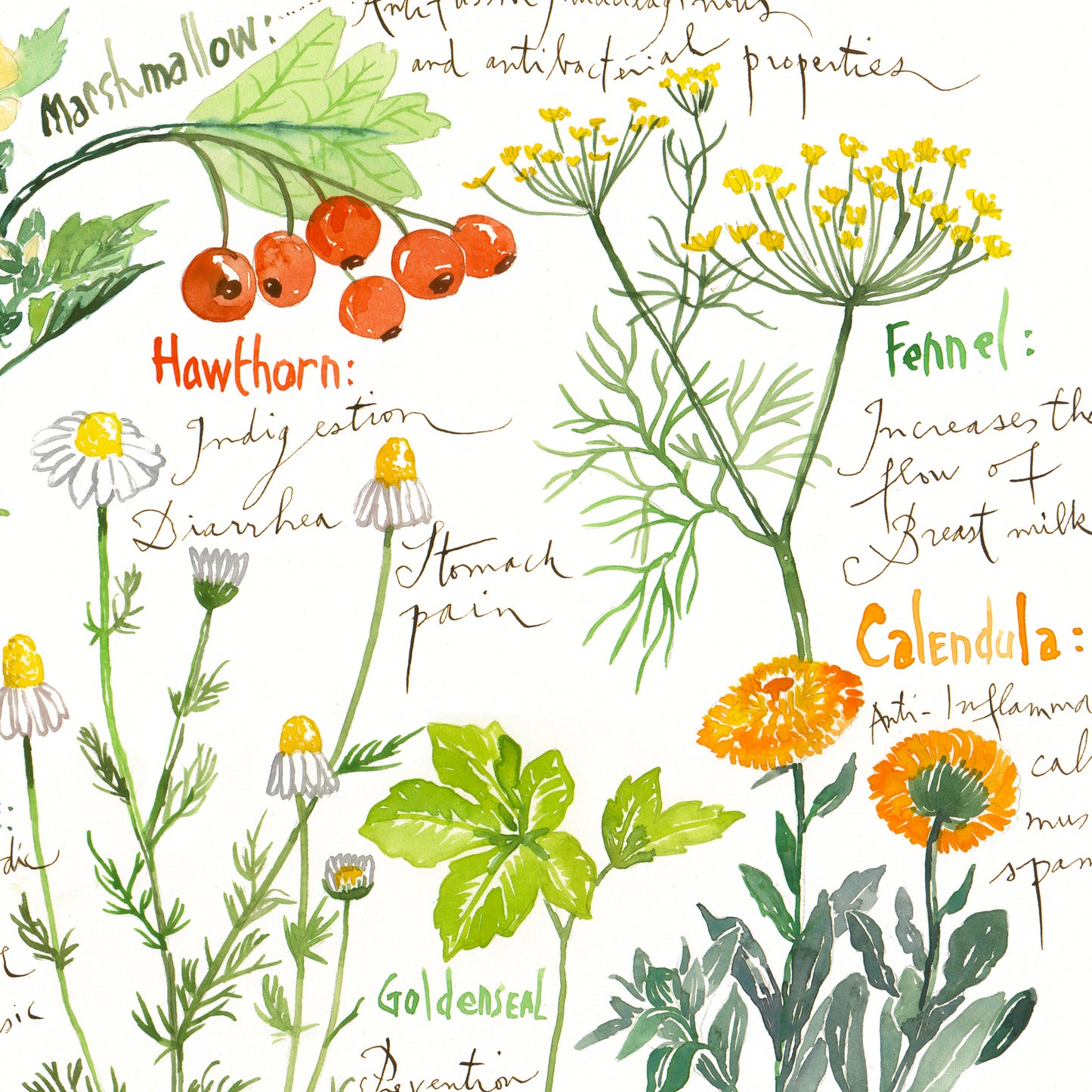 Healing herbs