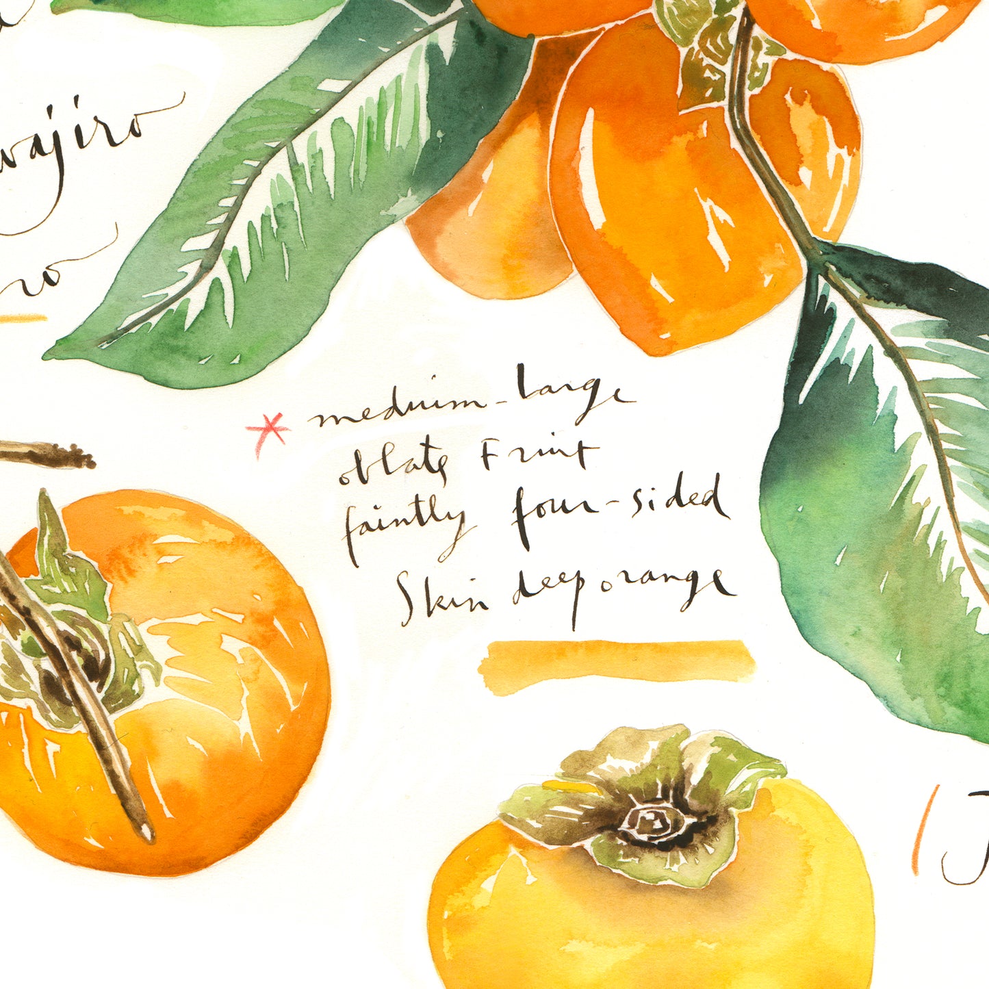 Persimmon varieties