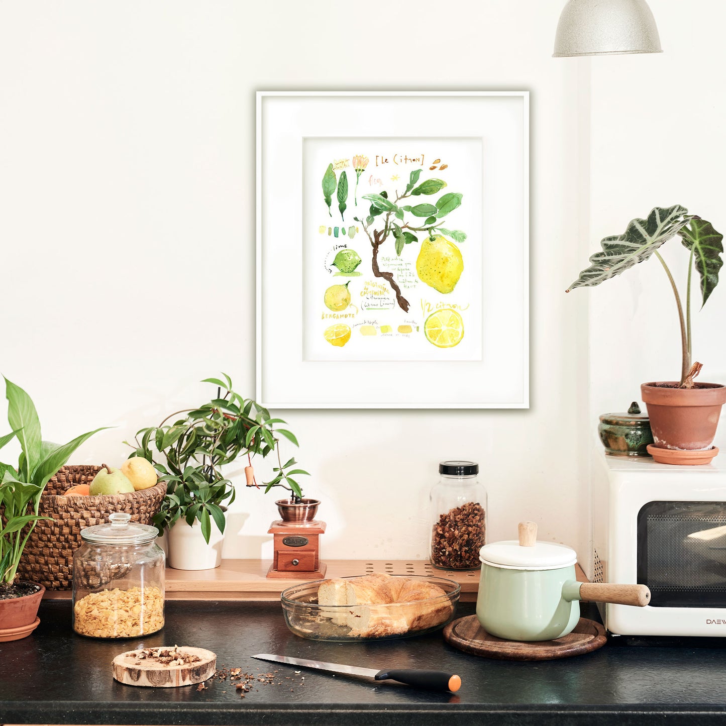 Lemon tree botanical illustration