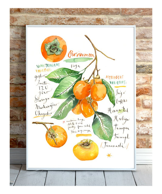 Persimmon varieties