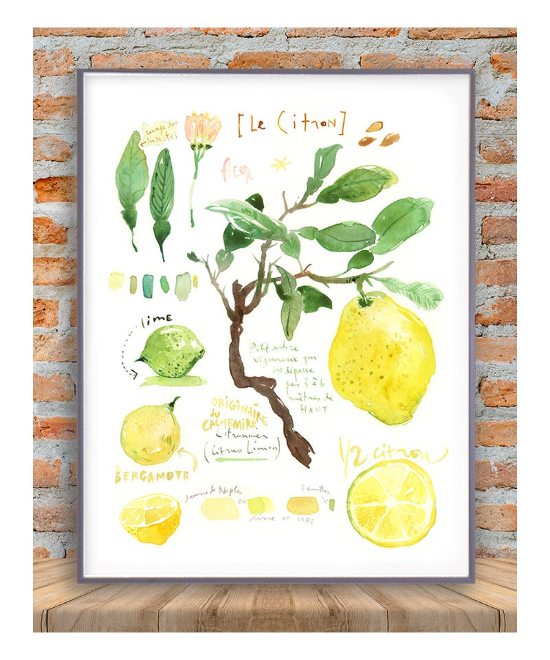 Lemon Botanical Illustration