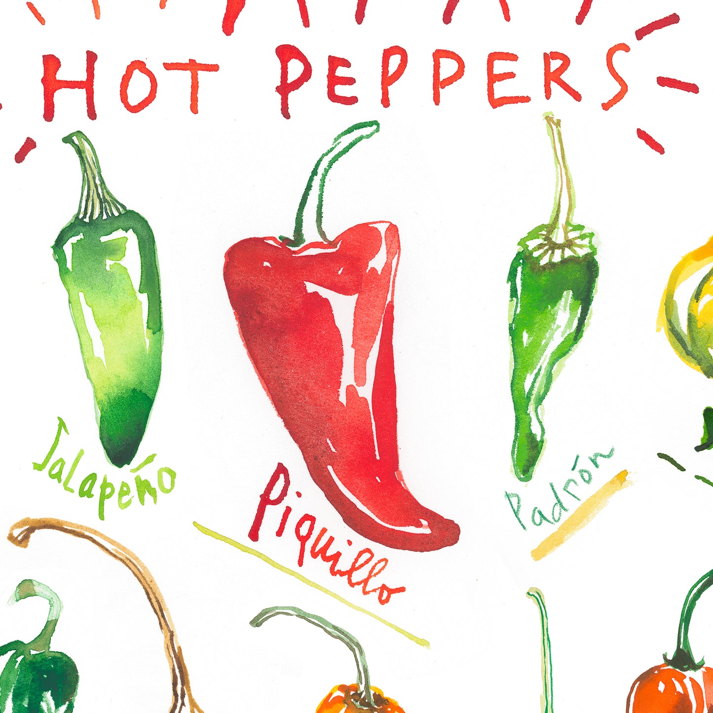 Types of Hot Peppers - With white background