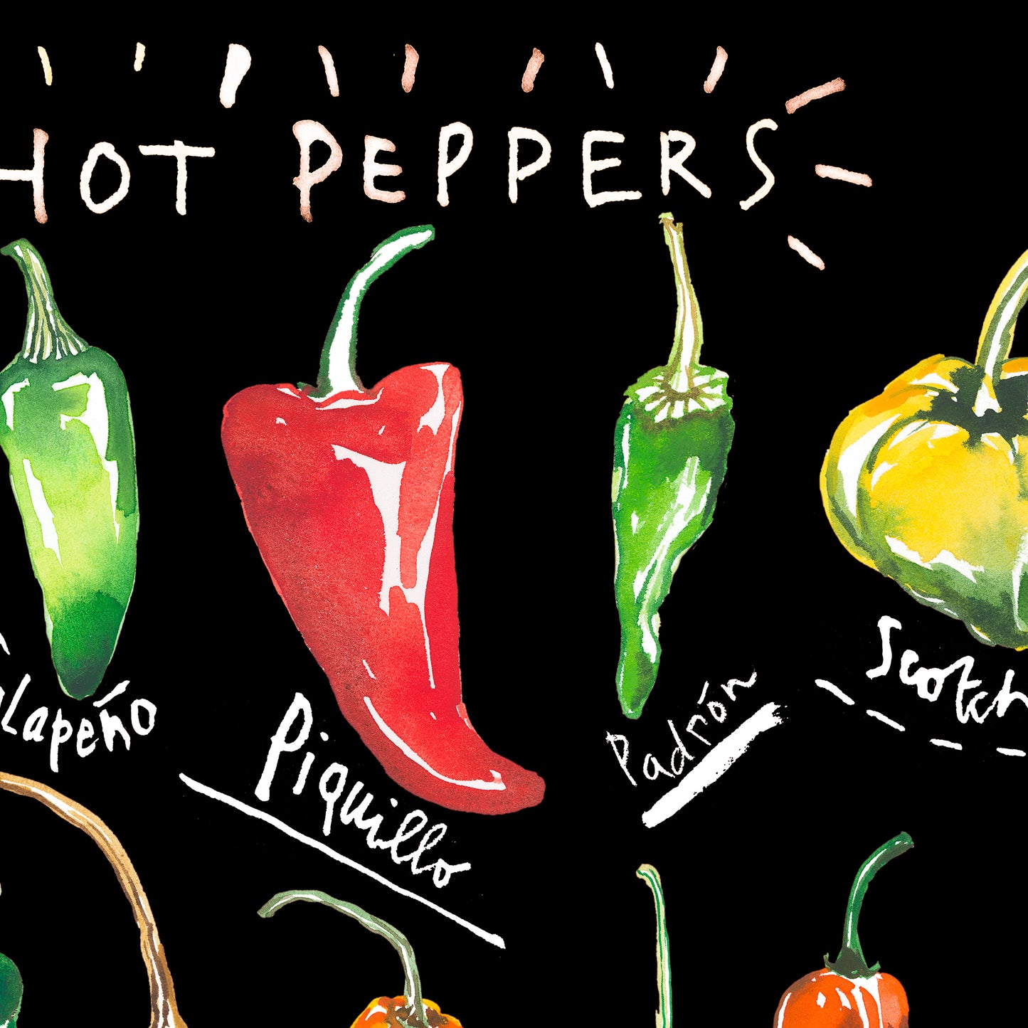 Types of Hot Peppers - With black background