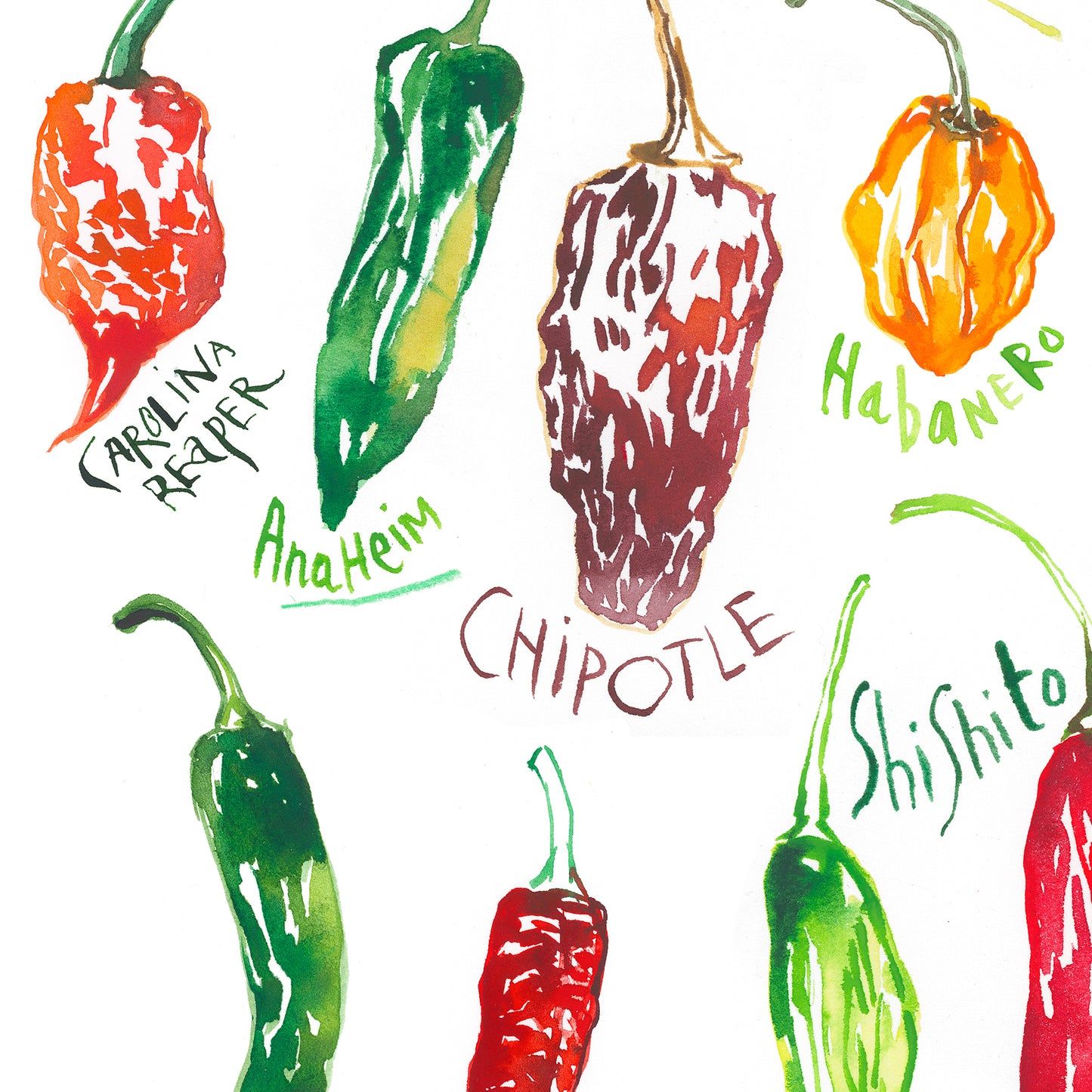 Types of Hot Peppers - With white background