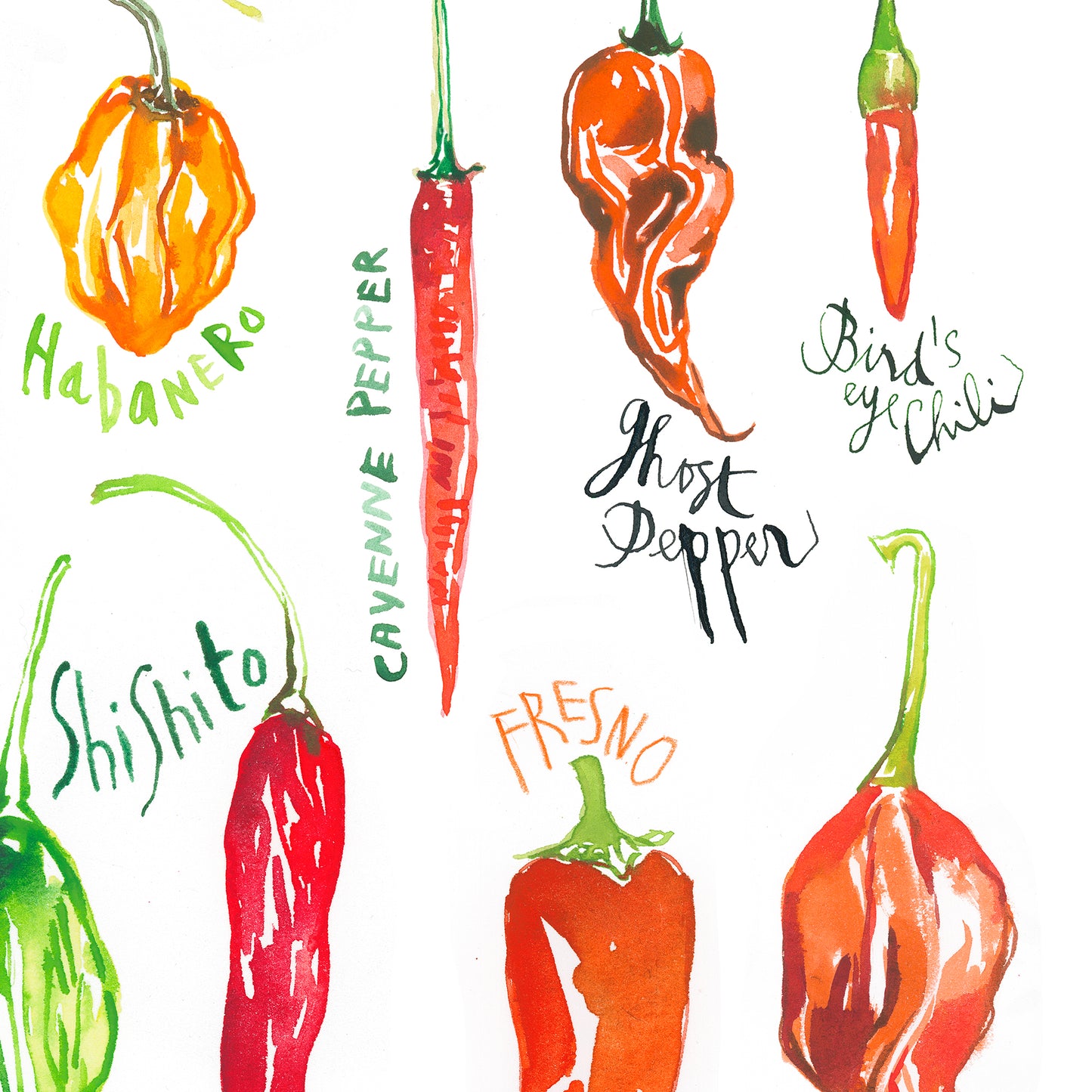 Types of Hot Peppers - With white background