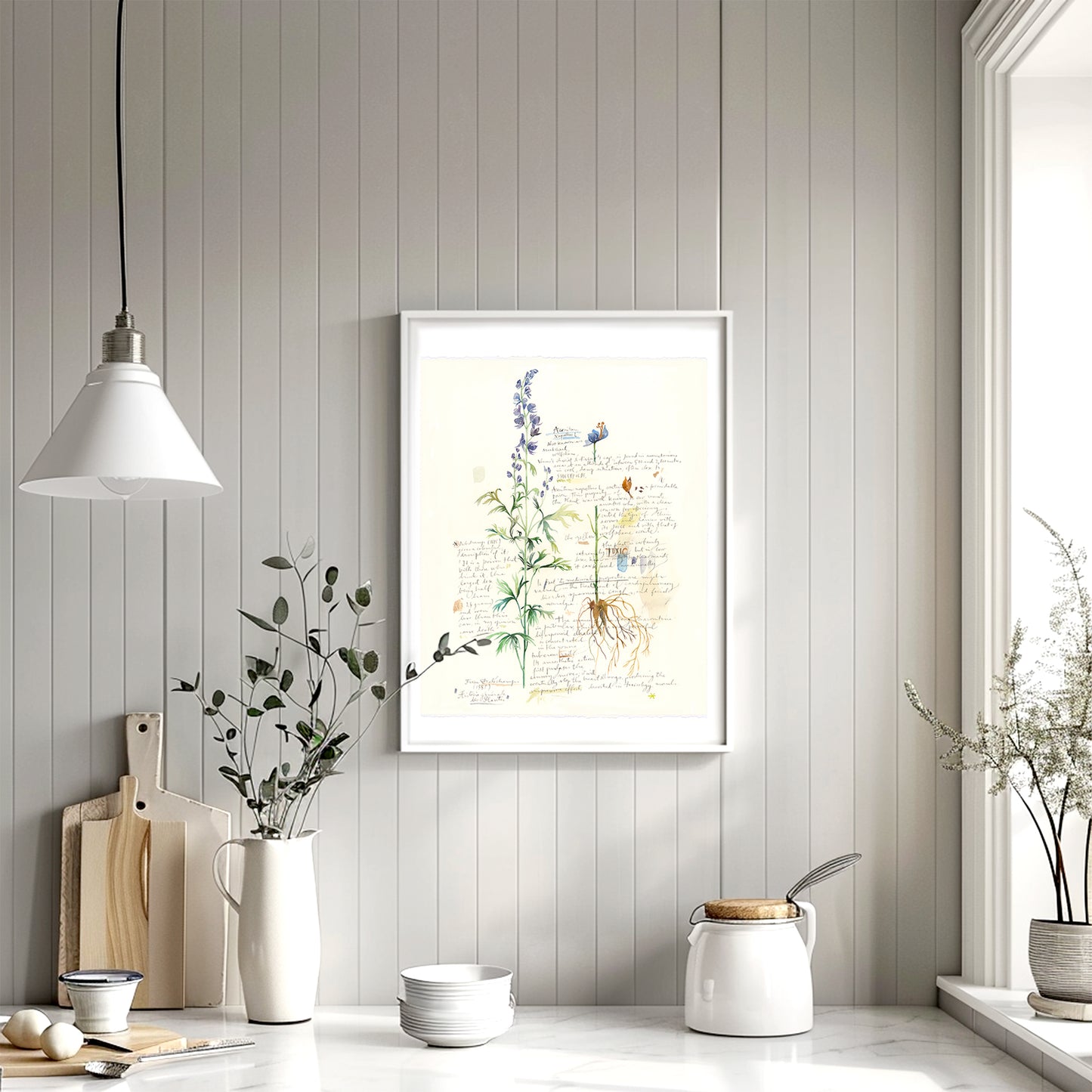 Aconite - Plants and medicinal herb series #2