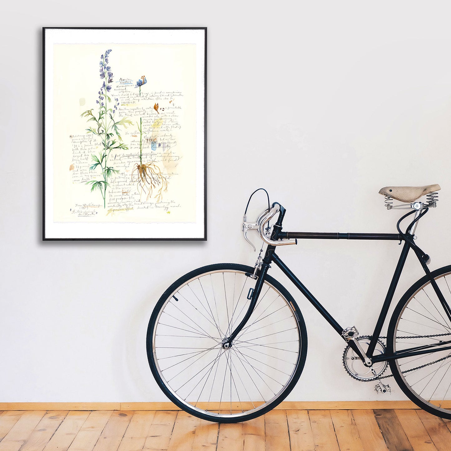 Aconite - Plants and medicinal herb series #2