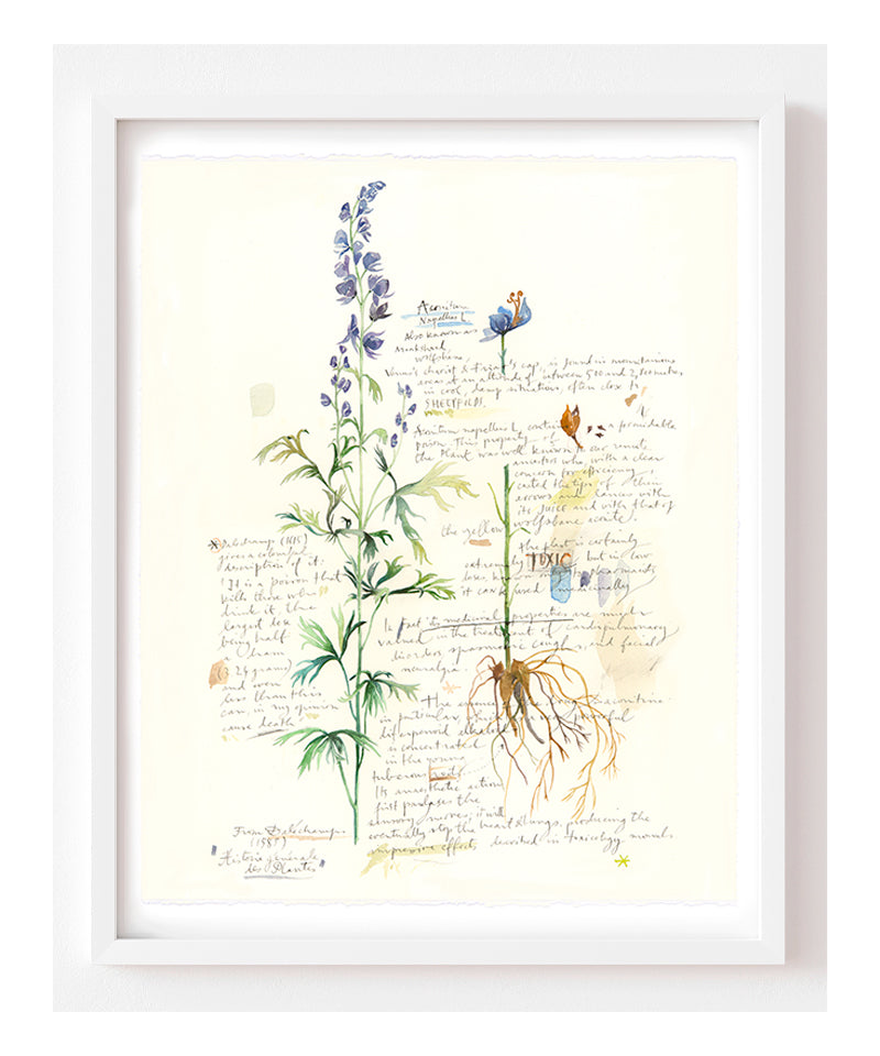 Aconite - Plants and medicinal herb series 