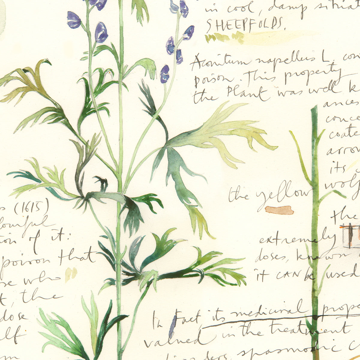 Aconite - Plants and medicinal herb series #2