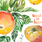 close-up of a watercolor botanical plate of apples varieties