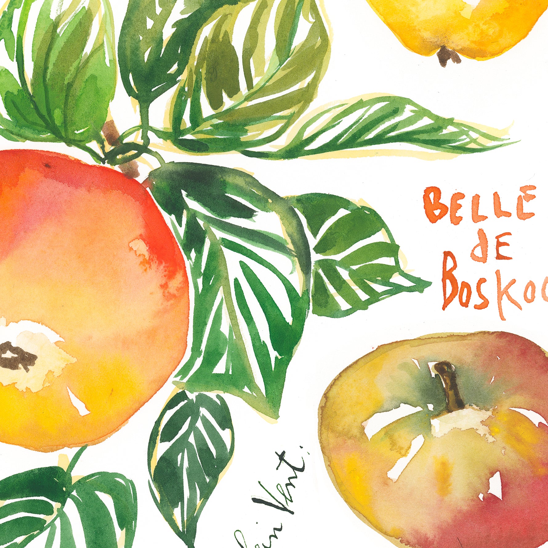 close-up of a watercolor botanical plate of apples varieties
