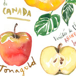 close-up of a watercolor botanical plate of apples varieties