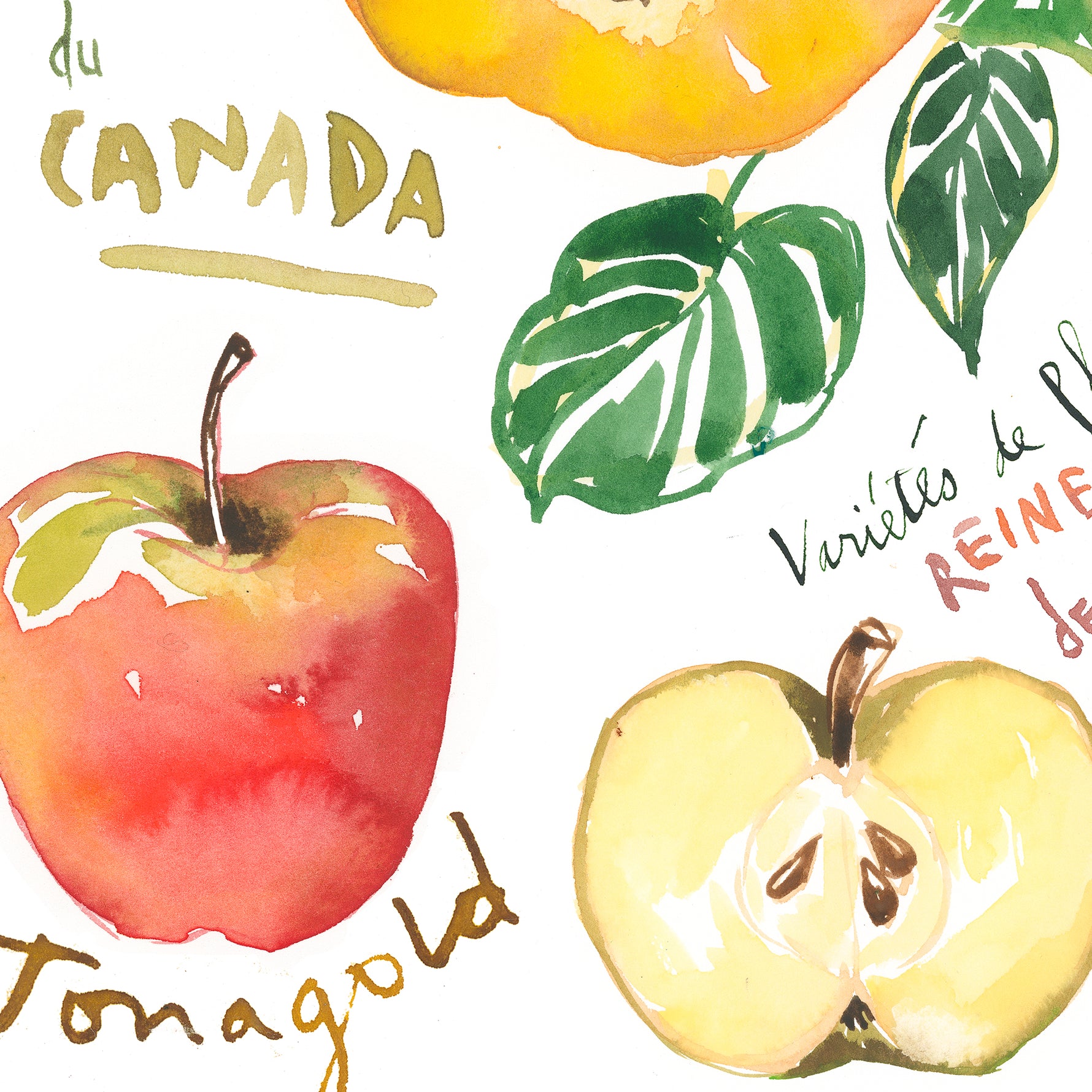 close-up of a watercolor botanical plate of apples varieties