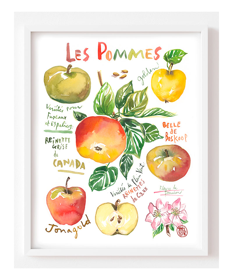 watercolor botanical plate of apples varieties