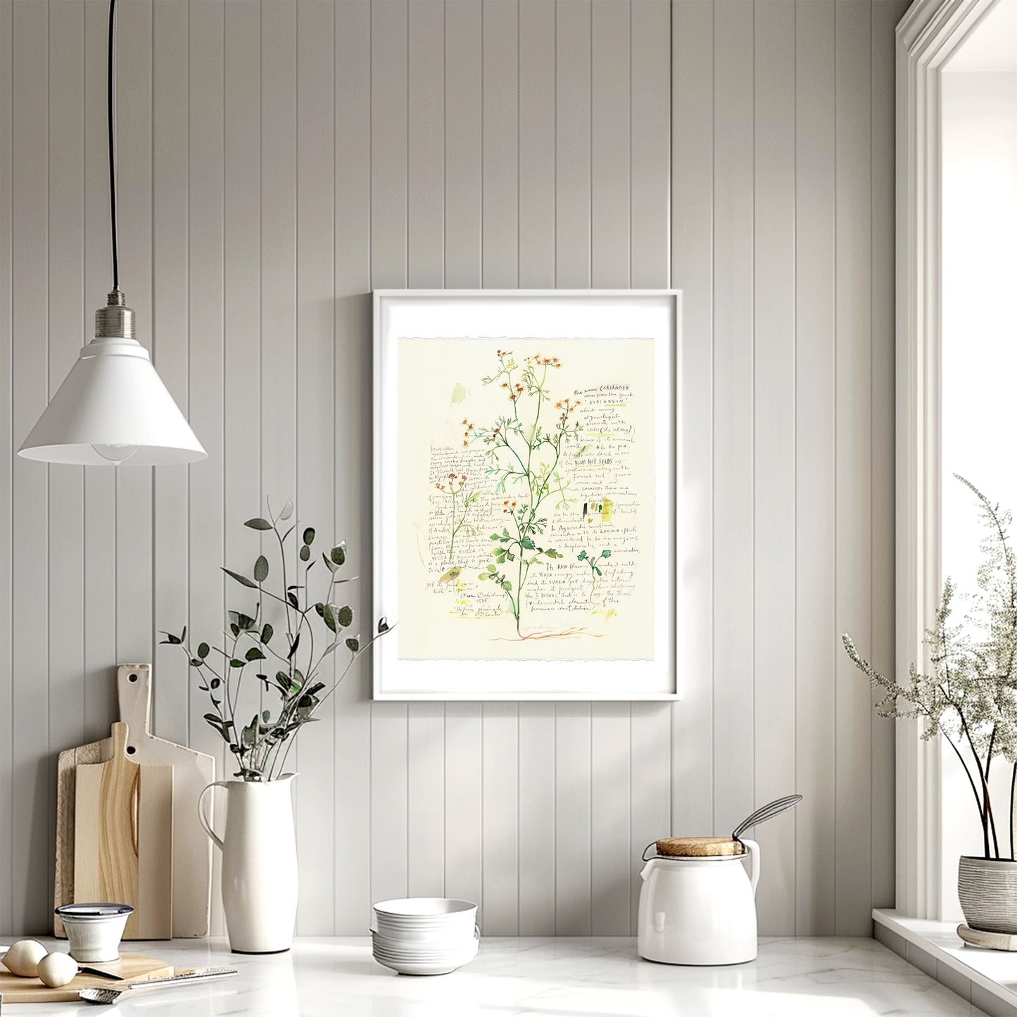 Cilantro - Plants and medicinal herb series #1