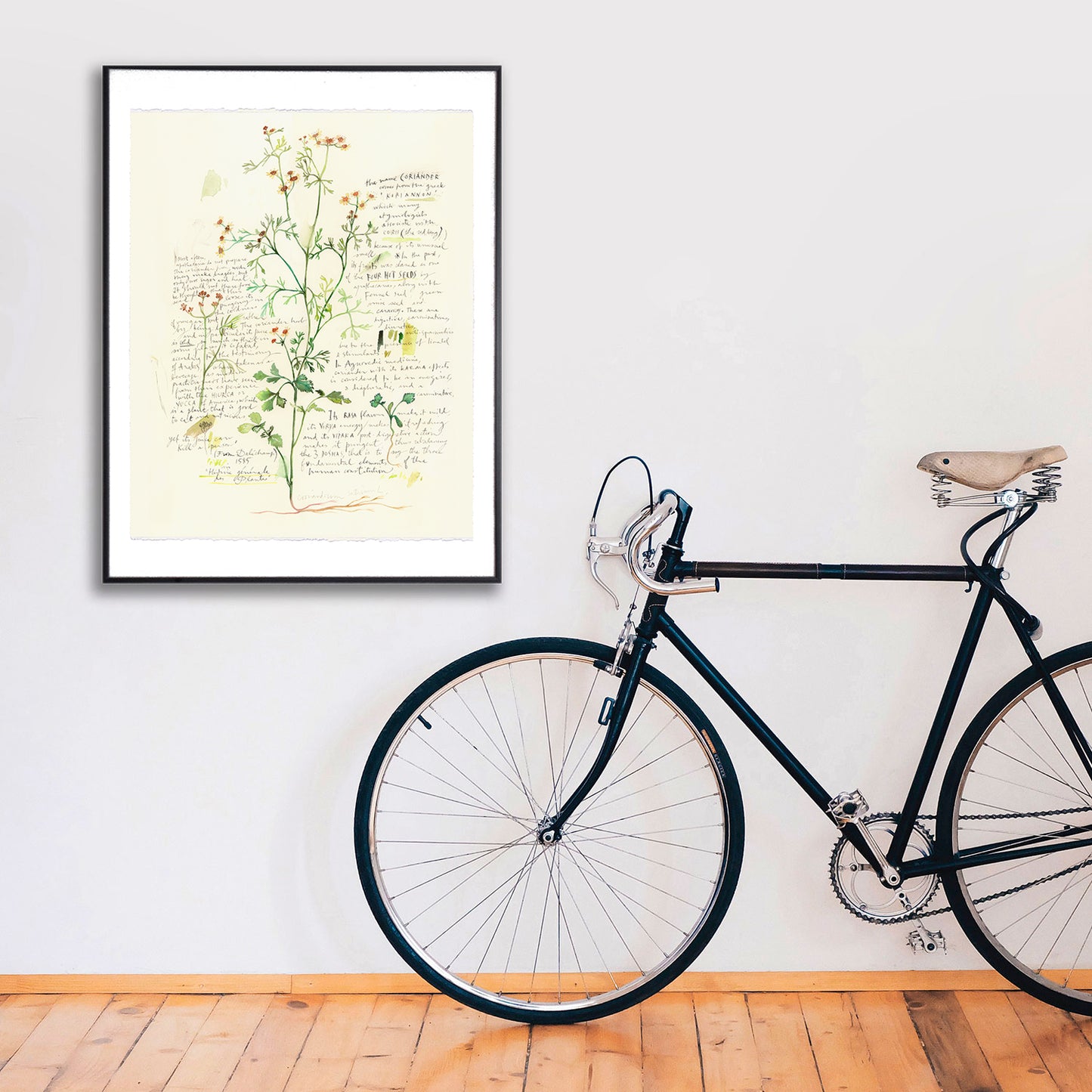 Cilantro - Plants and medicinal herb series #1