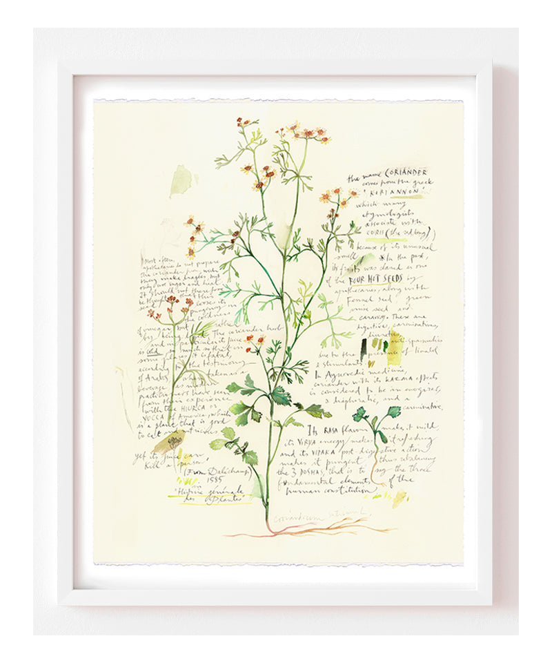 Cilantro - Plants and medicinal herb series 