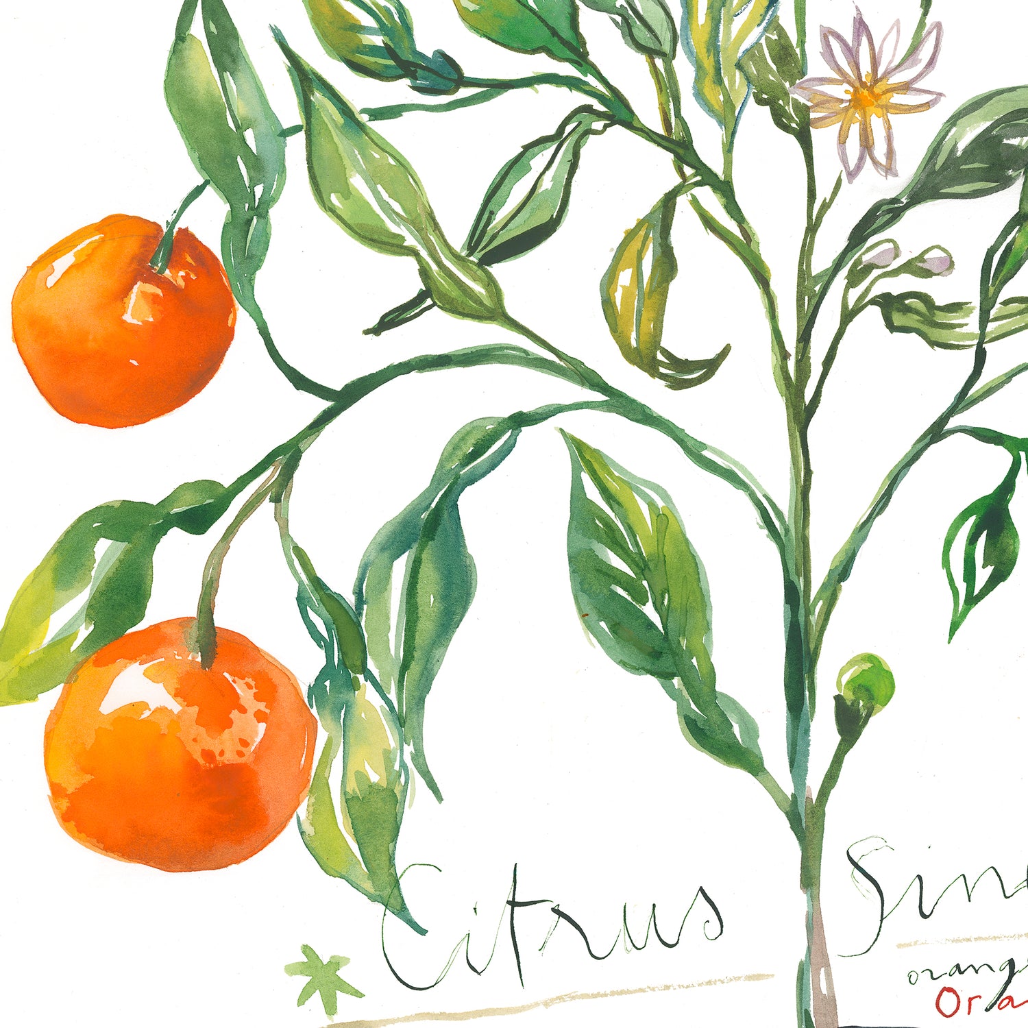 An Orange Tree Growing in a Tin Can