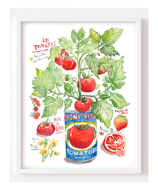 A Tomato Plant Growing in a Tin Can