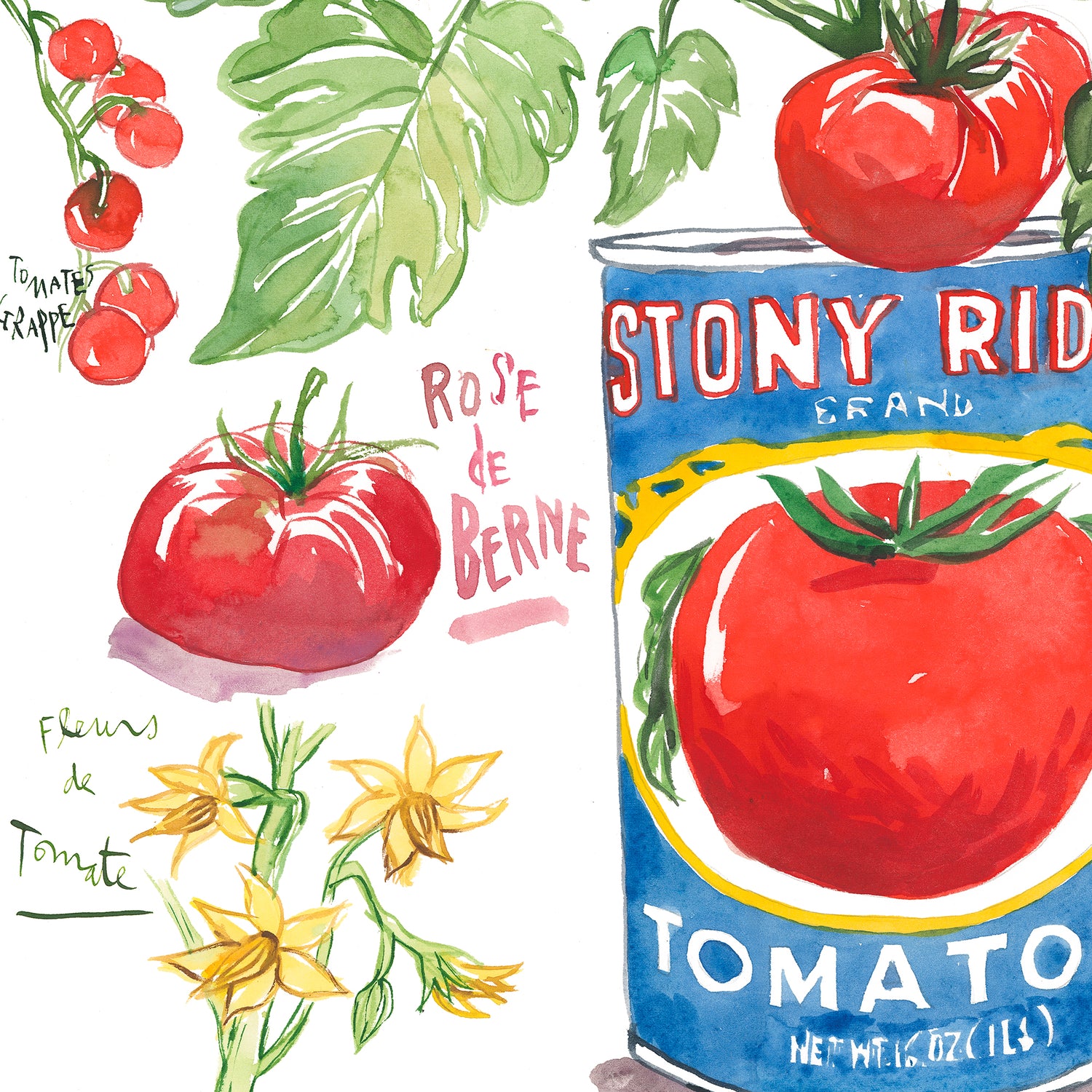 A Tomato Plant Growing in a Tin Can