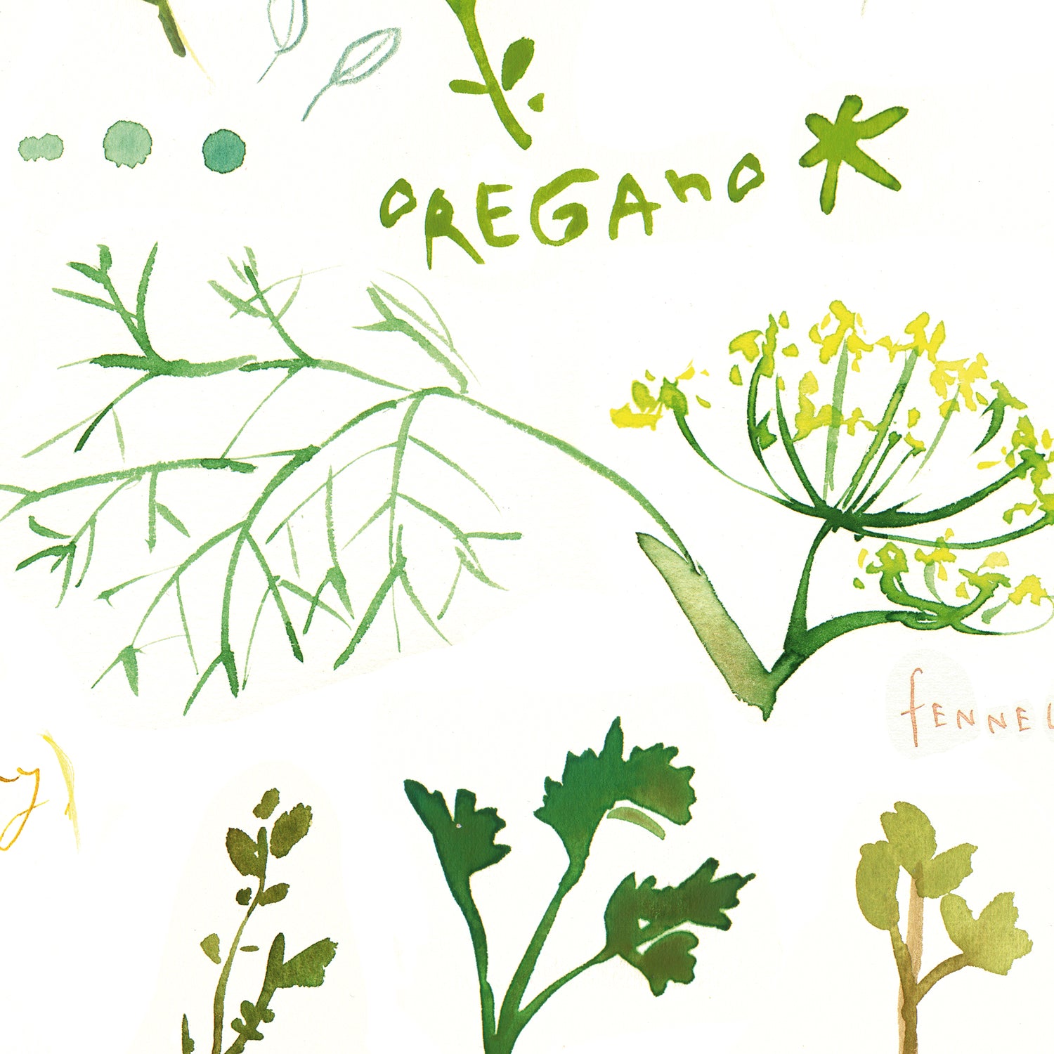 Herbs