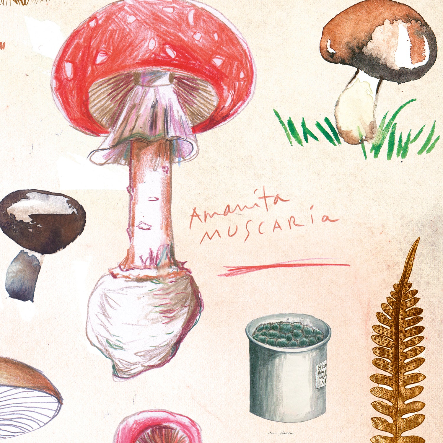 Mushrooms