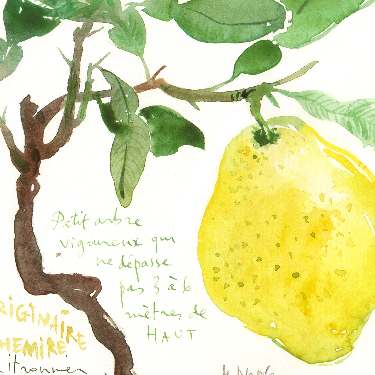 Horizontal Lemon tree poster