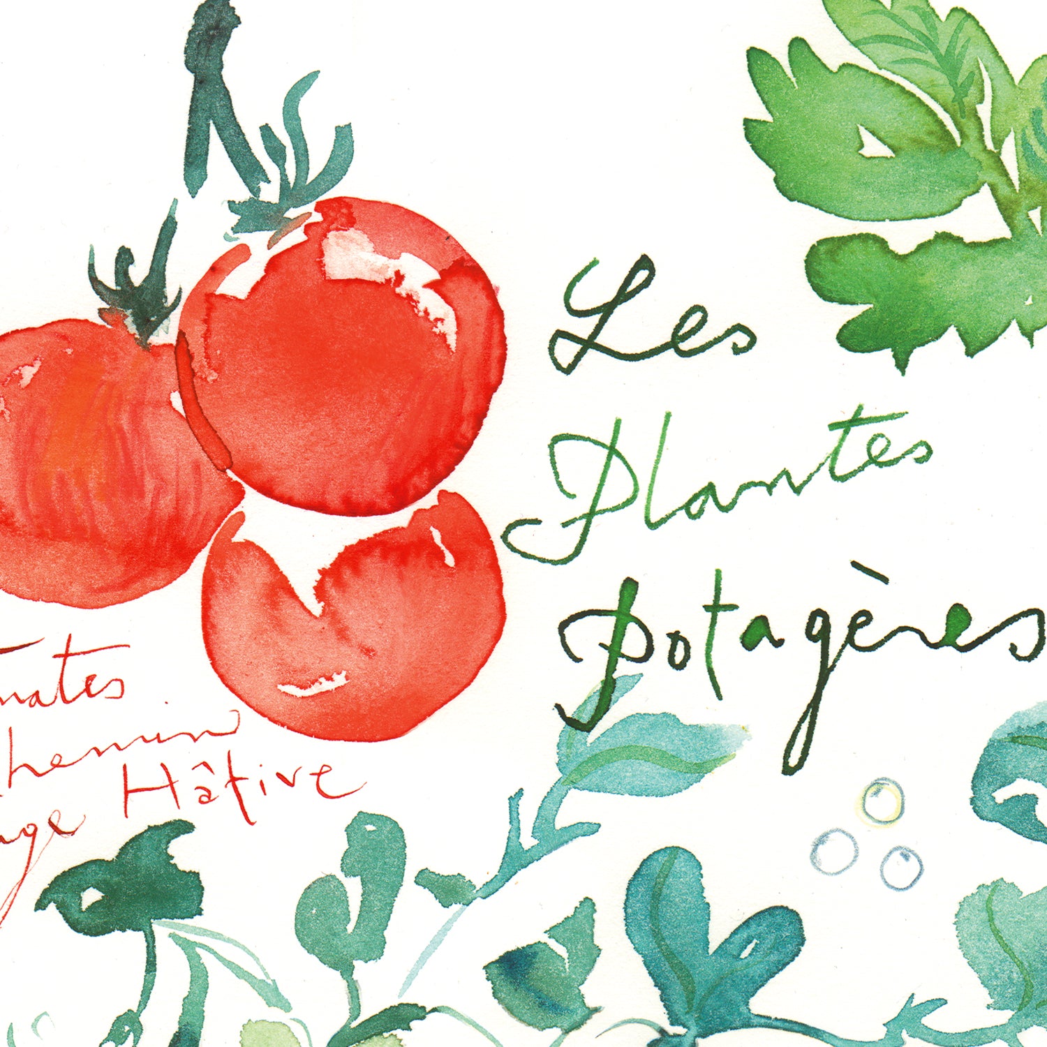 Les Plantes Potagères