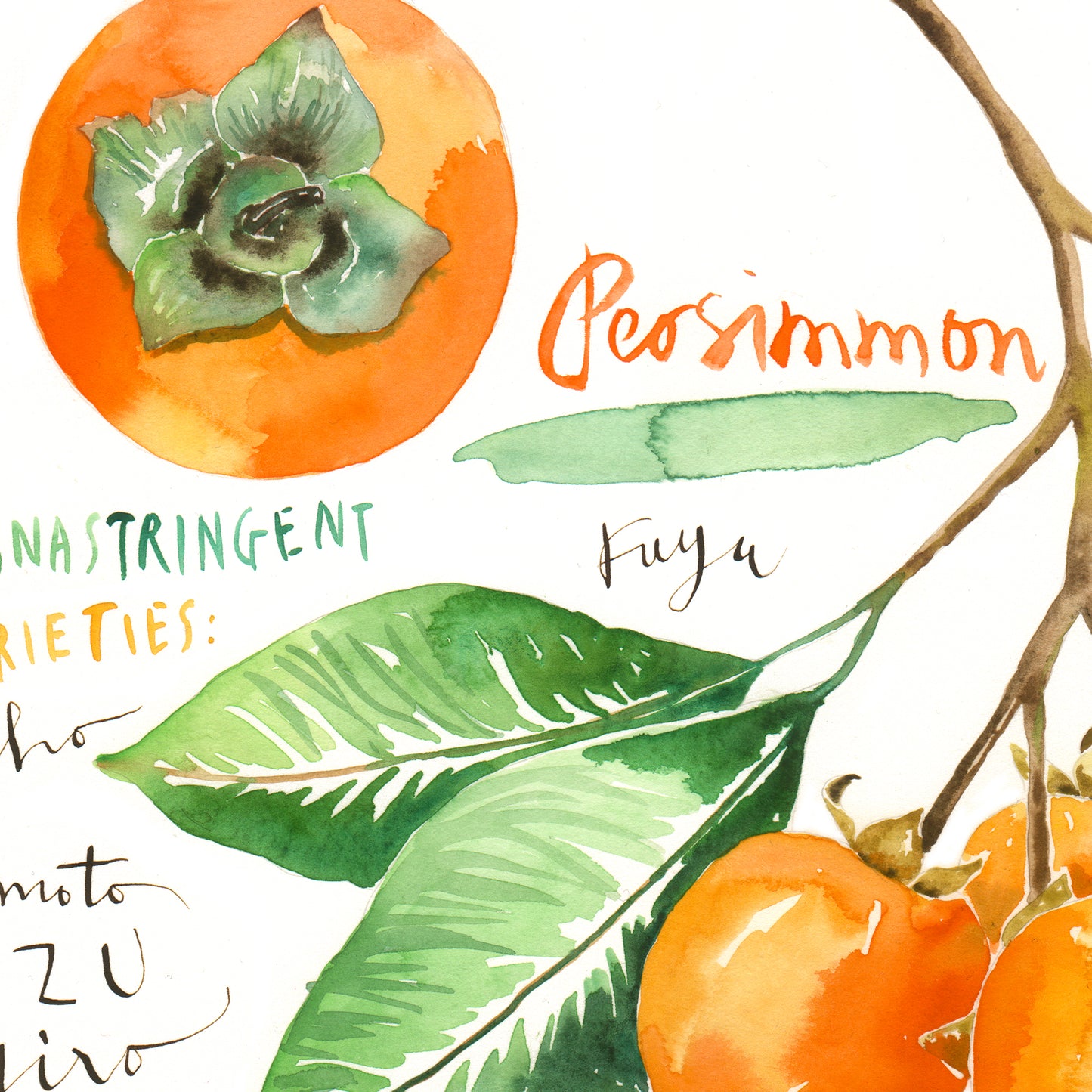 Persimmon varieties