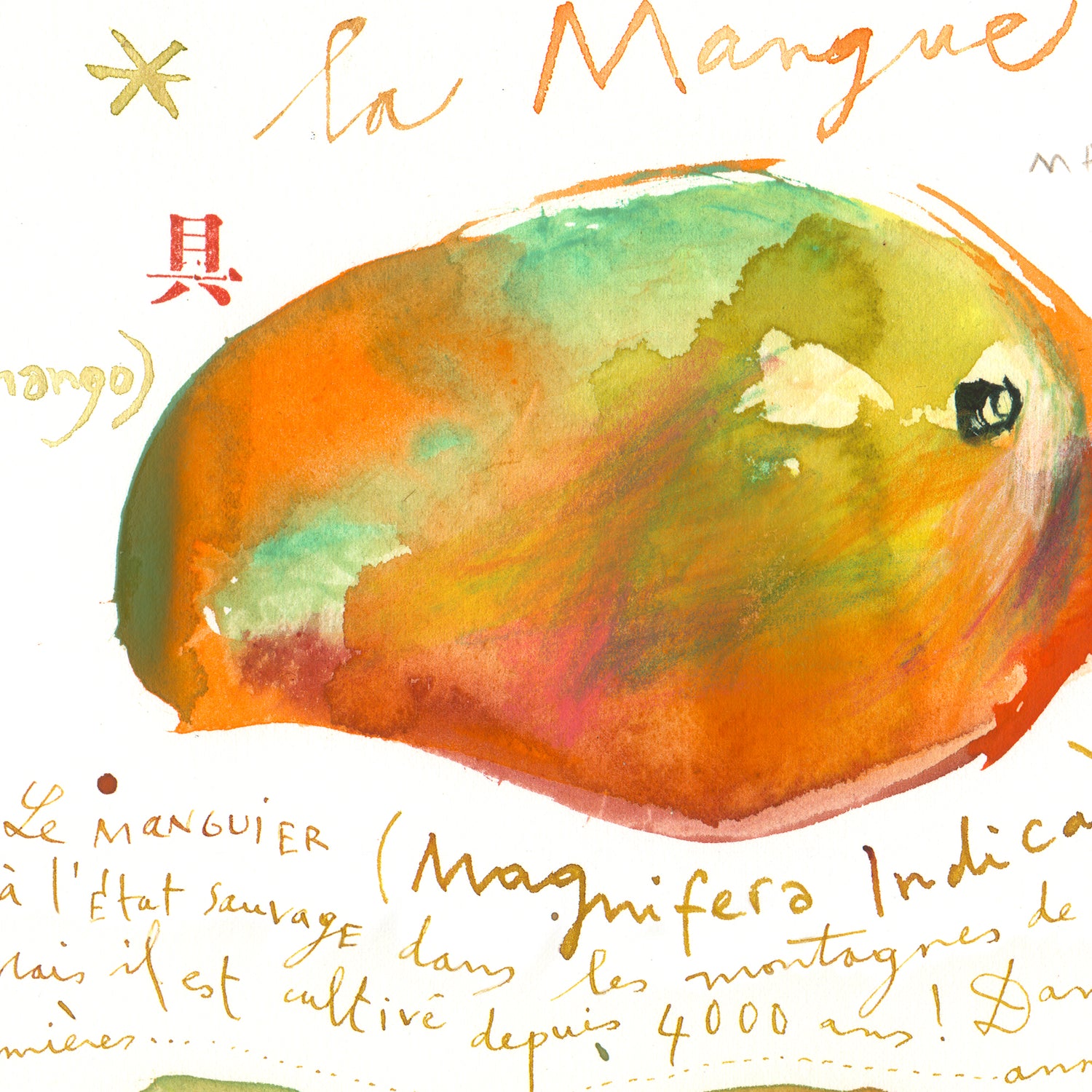 Mango illustration