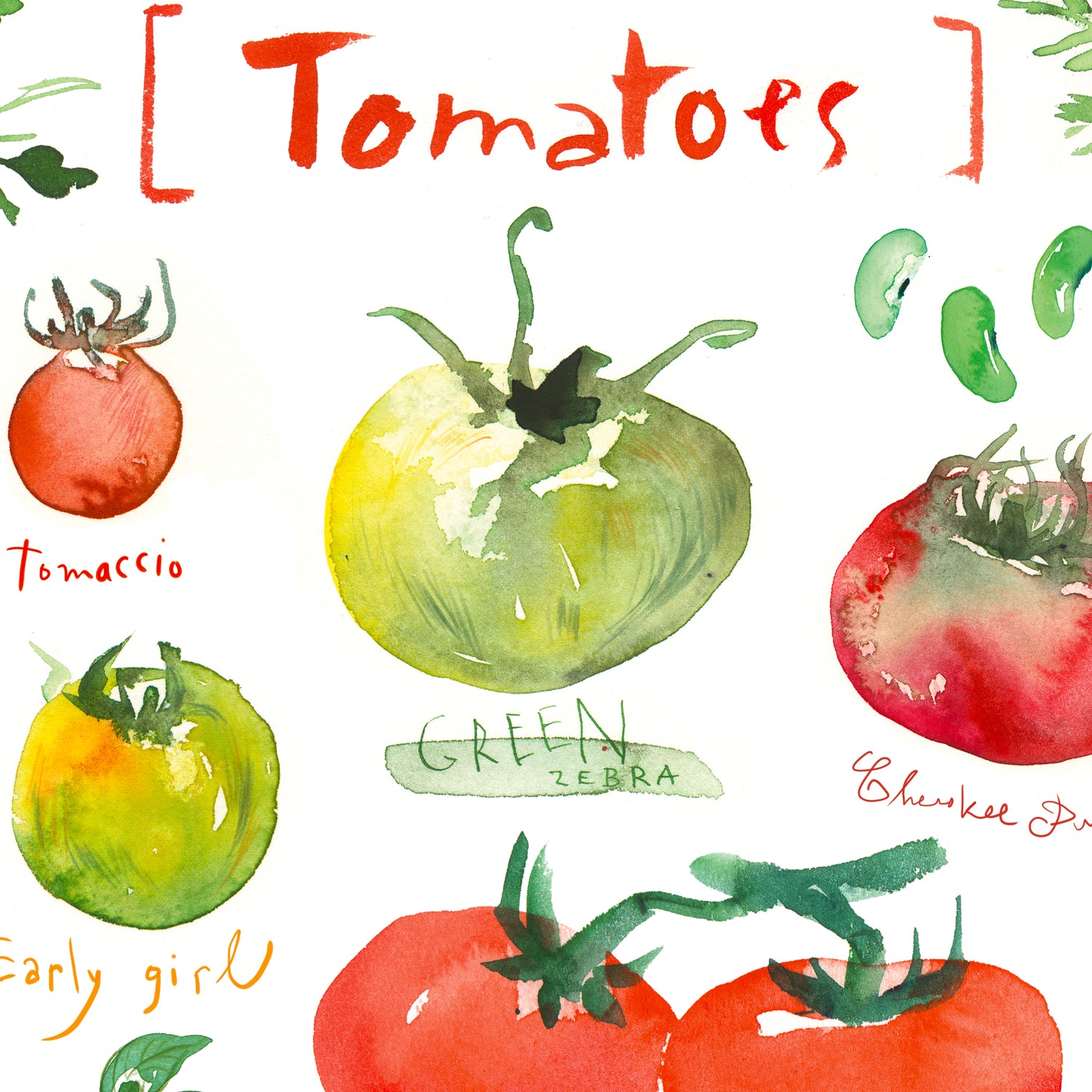 Tomato varieties