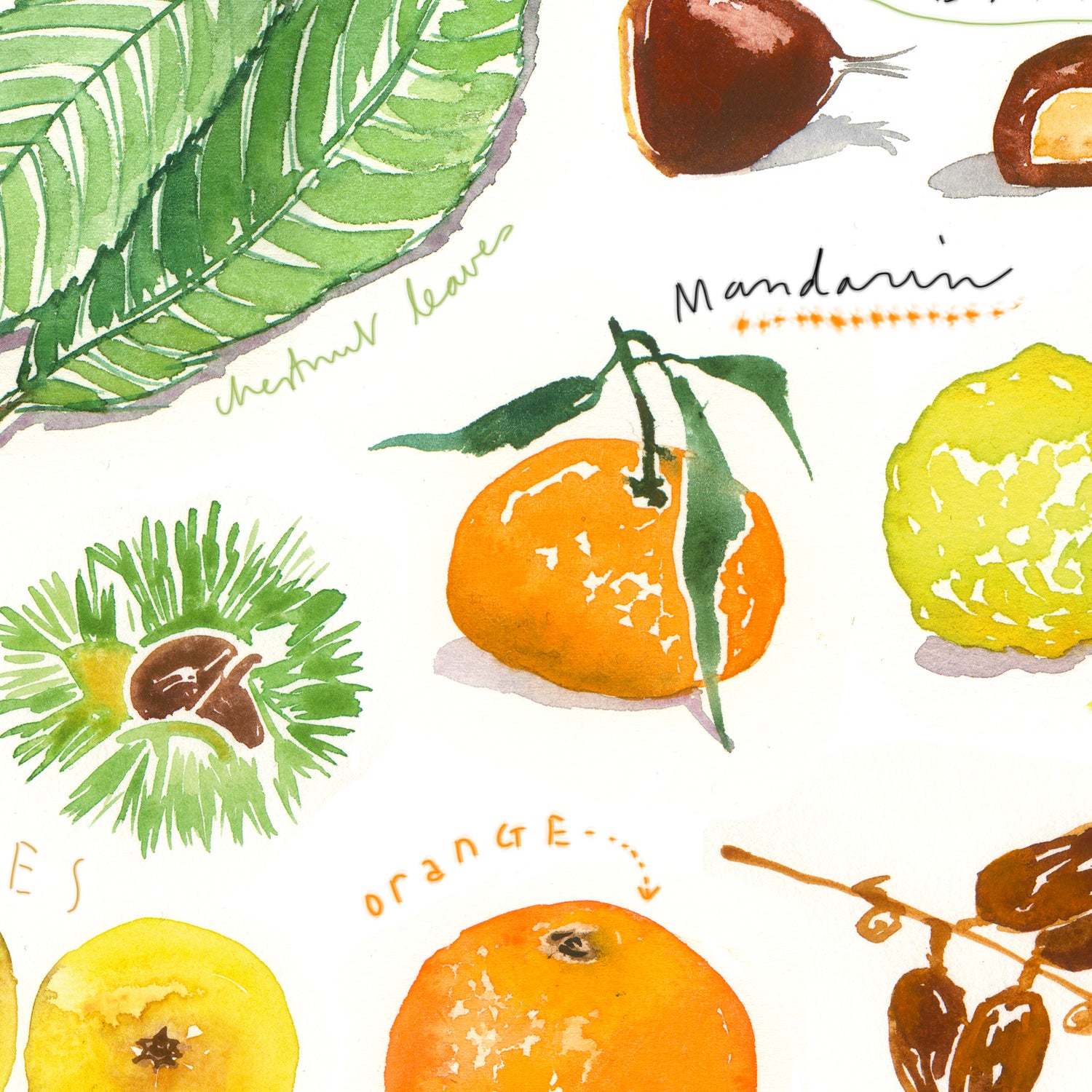 Winter fruits - In English