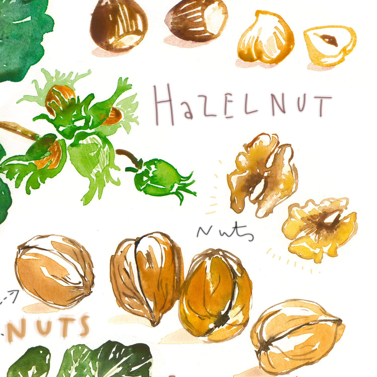 Fall fruits - In English
