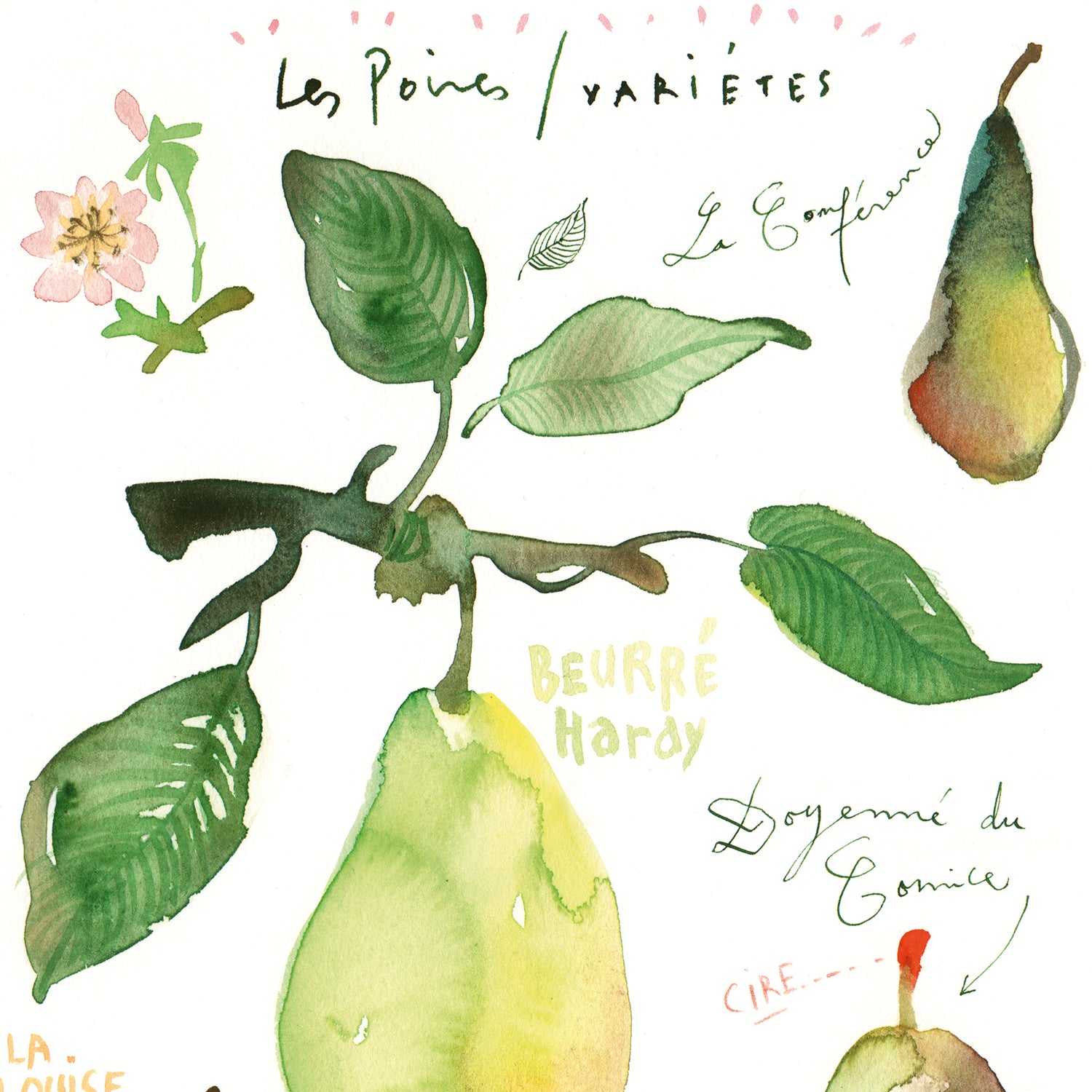 Pears