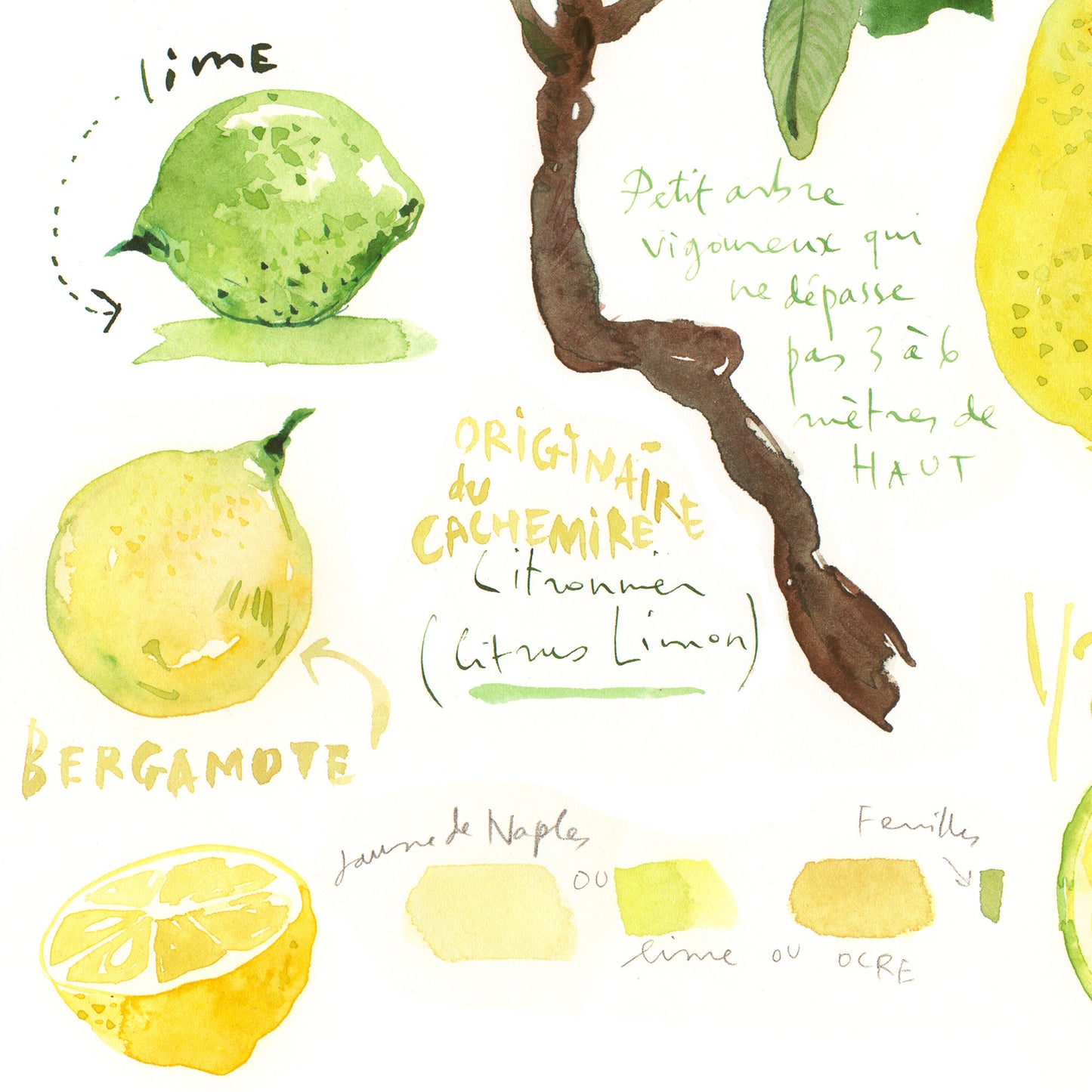 Lemon tree botanical illustration